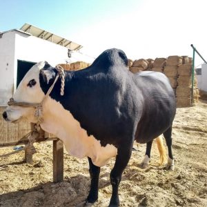 Cow - Bachia