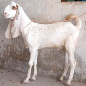 Bakra - Aando